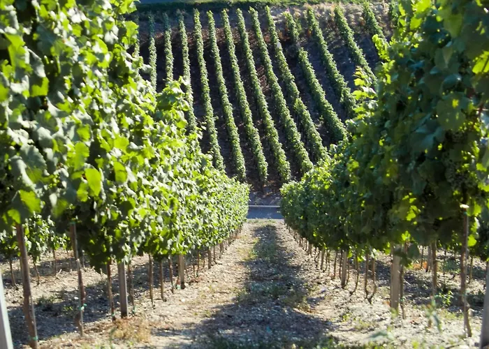 Alexanderhof 4* Leiwen